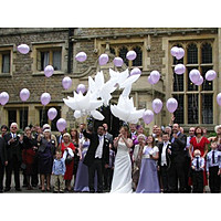 Гелиевые белые голуби, воздушные шары. 30662552 Гелиевые белые голуби, воздушные шары.